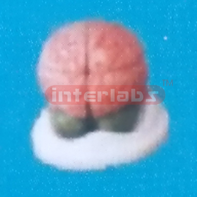 DARK PINKISH BRAIN MODEL